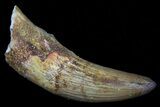 Cretaceous Fossil Crocodile (Elosuchus) Tooth - Morocco #75169-1